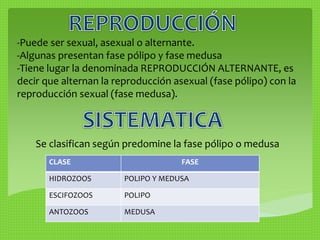 -Puede ser sexual, asexual o alternante. 
-Algunas presentan fase pólipo y fase medusa 
-Tiene lugar la denominada REPRODUCCIÓN ALTERNANTE, es 
decir que alternan la reproducción asexual (fase pólipo) con la 
reproducción sexual (fase medusa). 
Se clasifican según predomine la fase pólipo o medusa 
CLASE FASE 
HIDROZOOS POLIPO Y MEDUSA 
ESCIFOZOOS POLIPO 
ANTOZOOS MEDUSA 
 