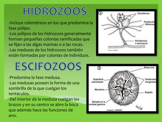 -Incluye celentéreos en los que predomina la 
fase pólipo. 
-Los pólipos de los hidrozoos generalmente 
forman pequeñas colonias ramificadas que 
se fijan a las algas marinas o a las rocas. 
-Las medusas de los hidrozoos también 
están formadas por colonias de individuos. 
-Predomina la fase medusa. 
-Las medusas poseen la forma de una 
sombrilla de la que cuelgan los 
tentáculos. 
-Del interior de la medusa cuelgan los 
brazos y en su centro se abre la boca 
que además hace las funciones de 
ano. 
 
