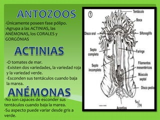-Únicamente poseen fase pólipo. 
-Agrupa a las ACTINIAS, las 
ANÉMONAS, los CORALES y 
GORGÓNIAS 
-O tomates de mar. 
-Existen dos variedades, la variedad roja 
y la variedad verde. 
-Esconden sus tentáculos cuando baja 
la marea. 
-No son capaces de esconder sus 
tentáculos cuando baja la marea. 
-Su aspecto puede variar desde gris a 
verde. 
 