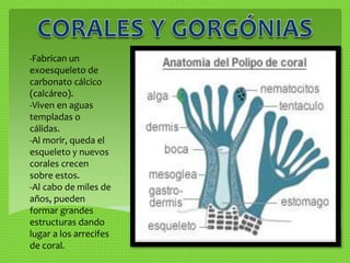 -Fabrican un 
exoesqueleto de 
carbonato cálcico 
(calcáreo). 
-Viven en aguas 
templadas o 
cálidas. 
-Al morir, queda el 
esqueleto y nuevos 
corales crecen 
sobre estos. 
-Al cabo de miles de 
años, pueden 
formar grandes 
estructuras dando 
lugar a los arrecifes 
de coral. 
 