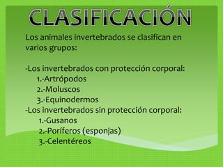 Los animales invertebrados se clasifican en 
varios grupos: 
-Los invertebrados con protección corporal: 
1.-Artrópodos 
2.-Moluscos 
3.-Equinodermos 
-Los invertebrados sin protección corporal: 
1.-Gusanos 
2.-Poríferos (esponjas) 
3.-Celentéreos 
 