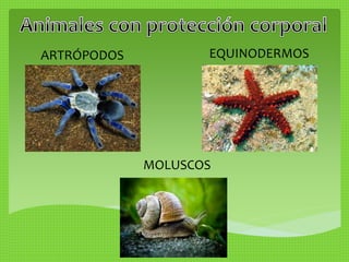 ARTRÓPODOS EQUINODERMOS 
MOLUSCOS 
 