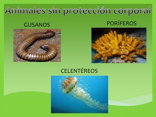 PORÍFEROS 
CELENTÉREOS 
GUSANOS 
 