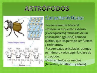 -Poseen simetría bilateral 
-Poseen un esqueleto externo 
(exoesqueleto) fabricado de un 
polisacárido (glúcido) llamado 
quitina, que les permite ser fuertes 
y resistentes. 
-Poseen patas articuladas, aunque 
su múmero varía según la clase de 
artrópodo. 
-Viven en todos los medios 
(terrestre, acuático y aéreo). 
 