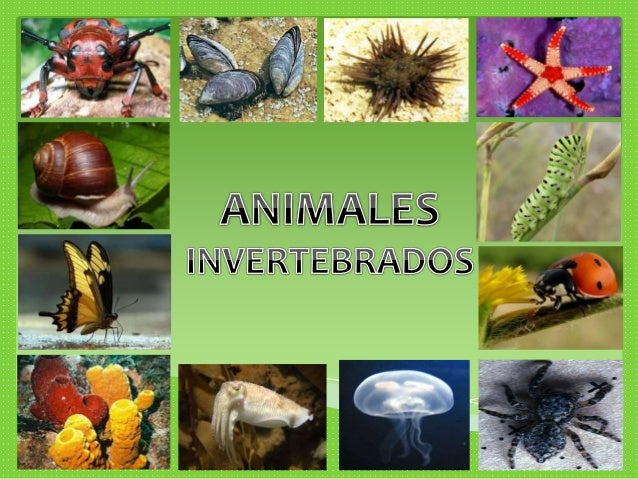 LOS INVERTEBRADOS GUE "JAE"Juliaca