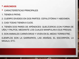 • ARÁCNIDOS
• CARACTERÍSTICAS PRINCIPALES
1. TIENEN 8 PATAS.
2. CUERPO DIVIDIDO EN DOS PARTES: CEFALOTÓRAX Y ABDOMEN.
3. CASI TODAS TIENEN 8 OJOS.
4. TIENEN DOS PARES DE APÉNDICES: QUELÍCEROS (CON FORMA DE
UÑA) Y PALPOS, MEDIANTE LOS CUALES MANIPULAN A SUS PRESAS.
5. SON ANIMALES CARNÍVOROS Y VIVEN EN EL MEDIO TERRESTRE.
EJEMPLOS SON LA GARRAPATA, LAS ARAÑAS, EL ESCORPIÓN, LA
MIGALA, ETC.
 
