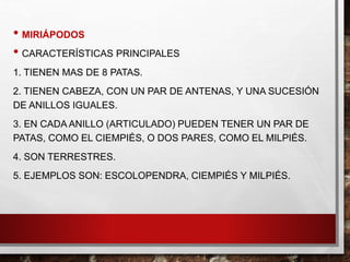 • MIRIÁPODOS
• CARACTERÍSTICAS PRINCIPALES
1. TIENEN MAS DE 8 PATAS.
2. TIENEN CABEZA, CON UN PAR DE ANTENAS, Y UNA SUCESIÓN
DE ANILLOS IGUALES.
3. EN CADA ANILLO (ARTICULADO) PUEDEN TENER UN PAR DE
PATAS, COMO EL CIEMPIÉS, O DOS PARES, COMO EL MILPIÉS.
4. SON TERRESTRES.
5. EJEMPLOS SON: ESCOLOPENDRA, CIEMPIÉS Y MILPIÉS.
 