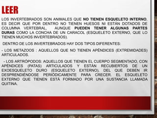 LEER
LOS INVERTEBRADOS SON ANIMALES QUE NO TIENEN ESQUELETO INTERNO,
ES DECIR QUE POR DENTRO NO TIENEN HUESOS NI ESTÁN DOTADOS DE
COLUMNA VERTEBRAL, AUNQUE PUEDEN TENER ALGUNAS PARTES
DURAS COMO LA CONCHA DE UN CARACOL (ESQUELETO EXTERNO, QUE LO
TIENEN MUCHOS INVERTEBRADOS).
DENTRO DE LOS INVERTEBRADOS HAY DOS TIPOS DIFERENTES:
- LOS METAZOOS : AQUELLOS QUE NO TIENEN APÉNDICES (EXTREMIDADES)
ARTICULADOS.
- LOS ARTRÓPODOS: AQUELLOS QUE TIENEN EL CUERPO SEGMENTADO, CON
APÉNDICES (PATAS) ARTICULADOS Y ESTÁN RECUBIERTOS DE UN
EXOESQUELETO DURO (ESQUELETO EXTERNO), DEL QUE DEBEN IR
DESPRENDIÉNDOSE PERIÓDICAMENTE PARA CRECER. EL ESQUELETO
EXTERNO QUE TIENEN ESTÁ FORMADO POR UNA SUSTANCIA LLAMADA
QUITINA.
 