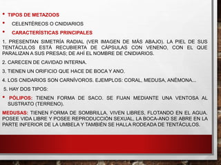 • TIPOS DE METAZOOS
• CELENTÉREOS O CNIDIARIOS
• CARACTERÍSTICAS PRINCIPALES
1. PRESENTAN SIMETRÍA RADIAL (VER IMAGEN DE MÁS ABAJO). LA PIEL DE SUS
TENTÁCULOS ESTÁ RECUBIERTA DE CÁPSULAS CON VENENO, CON EL QUE
PARALIZAN A SUS PRESAS; DE AHÍ EL NOMBRE DE CNIDIARIOS.
2. CARECEN DE CAVIDAD INTERNA.
3. TIENEN UN ORIFICIO QUE HACE DE BOCA Y ANO.
4. LOS CNIDARIOS SON CARNÍVOROS. EJEMPLOS: CORAL, MEDUSA, ANÉMONA...
5. HAY DOS TIPOS:
• PÓLIPOS: TIENEN FORMA DE SACO. SE FIJAN MEDIANTE UNA VENTOSA AL
SUSTRATO (TERRENO).
MEDUSAS: TIENEN FORMA DE SOMBRILLA. VIVEN LIBRES, FLOTANDO EN EL AGUA.
POSEE VIDA LIBRE Y POSEE REPRODUCCIÓN SEXUAL, LA BOCA-ANO SE ABRE EN LA
PARTE INFERIOR DE LA UMBELA Y TAMBIÉN SE HALLA RODEADA DE TENTÁCULOS.
 
