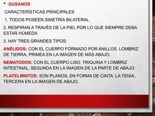 • GUSANOS
CARACTERÍSTICAS PRINCIPALES
1. TODOS POSEEN SIMETRÍA BILATERAL
2. RESPIRAN A TRAVÉS DE LA PIEL POR LO QUE SIEMPRE DEBA
ESTAR HÚMEDA
3. HAY TRES GRANDES TIPOS:
ANÉLIDOS: CON EL CUERPO FORMADO POR ANILLOS. LOMBRIZ
DE TIERRA, PRIMEA EN LA IMAGEN DE MÁS ABAJO.
NEMATODOS: CON EL CUERPO LISO. TRIQUINA Y LOMBRIZ
INTESTINAL, SEGUNDA EN LA IMAGEN DE LA PARTE DE ABAJO.
PLATELMINTOS: SON PLANOS, EN FORMA DE CINTA. LA TENIA,
TERCERA EN LA IMAGEN DE ABAJO.
 