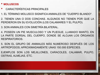 • MOLUSCOS
• CARACTERÍSTICAS PRINCIPALES
1. EL TÉRMINO MOLUSCO SIGNIFICA ANIMALES DE "CUERPO BLANDO".
2. TIENEN UNA O DOS CONCHAS. ALGUNOS NO TIENEN POR QUE LA
PERDIERON EN SU EVOLUCIÓN (LOS CALAMARES Y EL PULPO).
3. SON ANIMALES CON SIMETRÍA BILATERAL.
4. POSEEN UN PIE MUSCULOSO Y UN PLIEGUE, LLAMADO MANTO, EN
LA PARTE DORSAL DEL CUERPO, DONDE SE ALOJAN LOS ÓRGANOS
RESPIRATORIOS.
5. SON EL GRUPO DE ANIMALES MÁS NUMEROSO DESPUÉS DE LOS
ARTRÓPODOS; APROXIMADAMENTE UNAS 150.000 ESPECIES.
EJEMPLOS SON LOS MEJILLONES, CARACOLES, CALAMAR, PULPO,
OSTRAS, ALMEJAS, ETC.
 