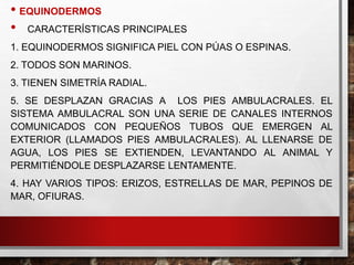 • EQUINODERMOS
• CARACTERÍSTICAS PRINCIPALES
1. EQUINODERMOS SIGNIFICA PIEL CON PÚAS O ESPINAS.
2. TODOS SON MARINOS.
3. TIENEN SIMETRÍA RADIAL.
5. SE DESPLAZAN GRACIAS A LOS PIES AMBULACRALES. EL
SISTEMA AMBULACRAL SON UNA SERIE DE CANALES INTERNOS
COMUNICADOS CON PEQUEÑOS TUBOS QUE EMERGEN AL
EXTERIOR (LLAMADOS PIES AMBULACRALES). AL LLENARSE DE
AGUA, LOS PIES SE EXTIENDEN, LEVANTANDO AL ANIMAL Y
PERMITIÉNDOLE DESPLAZARSE LENTAMENTE.
4. HAY VARIOS TIPOS: ERIZOS, ESTRELLAS DE MAR, PEPINOS DE
MAR, OFIURAS.
 