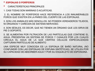 • ESPONJAS O PORÍFEROS
• CARACTERÍSTICAS PRINCIPALES
1. CASI TODAS SON MARINAS O ACUÁTICAS.
2. EL NOMBRE DE PORÍFEROS HACE REFERENCIA A LOS INNUMERABLES
POROS QUE EXISTEN EN LA PARED DEL CUERPO DE LAS ESPONJAS.
3. SON LOS ANIMALES MÁS SENCILLOS. NO POSEEN VERDADEROS TEJIDOS,
NI ÓRGANOS Y CARECEN DE SISTEMA NERVIOSO.
4. SON SÉSILES, ES DECIR, QUE NO TIENEN UN ÓRGANO QUE LES SIRVA DE
PIE O SOPORTE.
5. SE ALIMENTAN POR FILTRACIÓN DE LAS PARTÍCULAS QUE CONTIENE EL
AGUA. PRESENTAN UN SISTEMA DE POROS Y CANALES POR LOS CUALES
CIRCULA EL AGUA DE LA QUE CIERTAS CÉLULAS ESPECIALIZADAS
CAPTURAN PARTÍCULAS DE ALIMENTO
UNA ESPECIE MUY CONOCIDA ES LA ESPONJA DE BAÑO NATURAL (NO
CONFUNDIR CON LAS ESPONJAS DE ESPUMA SINTÉTICAS). SE UTILIZA POR
SU CAPACIDAD DE ABSORBER AGUA Y POR SU ESQUELETO DE ESPONGINA.
 