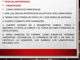 • TIPOS DE ARTRÓPODOS
• CRUSTÁCEOS
• CARACTERÍSTICAS PRINCIPALES
1. SON LOS ÚNICOS ARTRÓPODOS ACUÁTICOS. SON CARNÍVOROS.
2. TIENEN CINCO PARES DE PATAS (10) Y DOS PARES DE ANTENAS.
3. CUERPO CUBIERTO POR CAPARAZÓN.
4. CUERPO DIVIDIDO EN 3 SEGMENTOS: CABEZA, TÓRAX Y
ABDOMEN. A VECES LA CABEZA Y EL TÓRAX SE UNEN FORMANDO EL
CEFALOTÓRAX.
5. GRAN VARIEDAD DE FORMAS. COMO EJEMPLOS TENEMOS
LANGOSTAS, COCHINILLAS, EL CANGREJO DE RÍO Y DE MAR, EL
CENTOLLO, LA LANGOSTA, LAS GAMBAS, LOS LANGOSTINOS,
NÉCORAS...ETC.
 