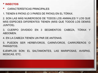 • INSECTOS
• CARACTERÍSTICAS PRINCIPALES
1. TIENEN 6 PATAS (O 3 PARES DE PATAS) EN EL TÓRAX.
2. SON LAS MÁS NUMEROSOS DE TODOS LOS ANIMALES Y LOS QUE
MÁS ESPECIES DIFERENTES TIENEN (MÁS QUE TODOS LOS DEMÁS
JUNTOS).
3. CUERPO DIVIDIDO EN 3 SEGMENTOS: CABEZA, TÓRAX Y
ABDOMEN.
4. EN LA CABEZA TIENEN UN PAR DE ANTENAS.
5. PUEDEN SER HERBÍVOROS, CARNÍVOROS, CARROÑEROS O
PARÁSITOS.
EJEMPLOS SON: EL SALTAMONTES, LAS MARIPOSAS, AVISPAS,
MOSCAS, ETC.
 