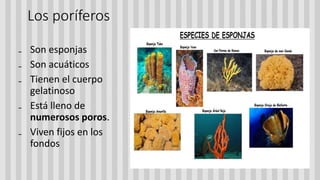 Los poríferos
₋ Son esponjas
₋ Son acuáticos
₋ Tienen el cuerpo
gelatinoso
₋ Está lleno de
numerosos poros.
₋ Viven fijos en los
fondos
 