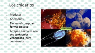 Los cnidarios
₋ Medusas
₋ Anémonas
₋ Tienen el cuerpo en
forma de saco
₋ Atrapan animales con
sus tentáculos
venenosos (para
comérselos)
 