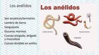 Los anélidos
₋ Son acuáticos/terrestres
₋ Lombriz de tierra
₋ Sanguijuela
₋ Gusanos marinos
₋ Cuerpo alargado, delgado
y musculoso
₋ Cuerpo dividido en anillos
 