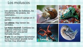 Los moluscos
₋ Los caracoles, las babosas, los
mejillones, los pulpos, los
calamares…
₋ Tienen dividido el cuerpo en 3
partes:
₋ La cabeza: Hay tienen los
sentidos.
₋ La masa visceral: Contiene los
órganos internos y está
cubierta por una pared
llamada manto.
₋ El pie: Es un órgano locomotor
muy musculoso (puede tener
formas muy diversas)
 