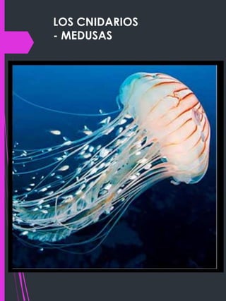LOS CNIDARIOS
- MEDUSAS
 