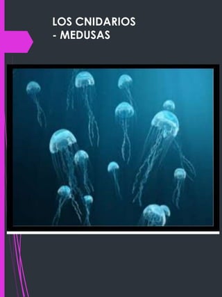 LOS CNIDARIOS
- MEDUSAS
 