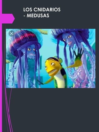 LOS CNIDARIOS
- MEDUSAS
 