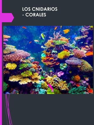 LOS CNIDARIOS
- CORALES
 