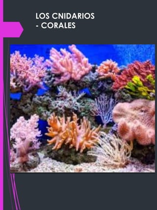 LOS CNIDARIOS
- CORALES
 