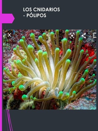 LOS CNIDARIOS
- PÓLIPOS
 