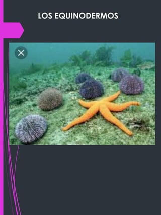 LOS EQUINODERMOS
 