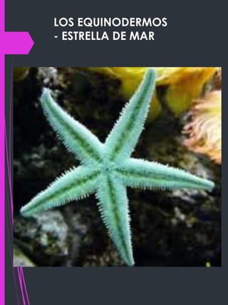 LOS EQUINODERMOS
- ESTRELLA DE MAR
 