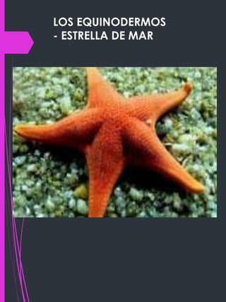 LOS EQUINODERMOS
- ESTRELLA DE MAR
 