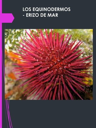 LOS EQUINODERMOS
- ERIZO DE MAR
 