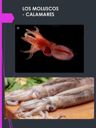 LOS MOLUSCOS
- CALAMARES
 