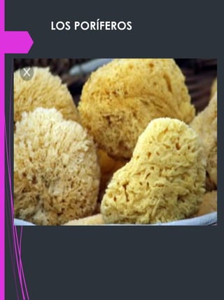LOS PORÍFEROS
 