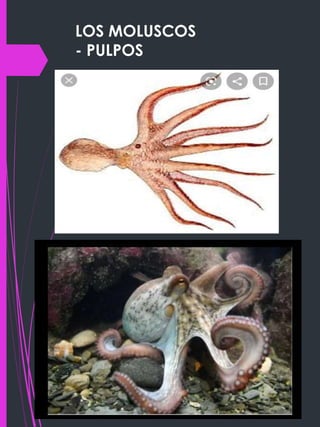 LOS MOLUSCOS
- PULPOS
 
