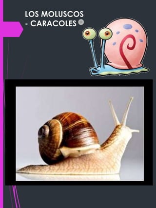 LOS MOLUSCOS
- CARACOLES
 