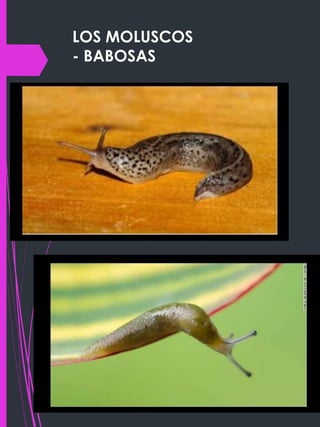 LOS MOLUSCOS
- BABOSAS
 