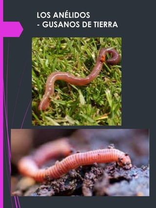 LOS ANÉLIDOS
- GUSANOS DE TIERRA
 