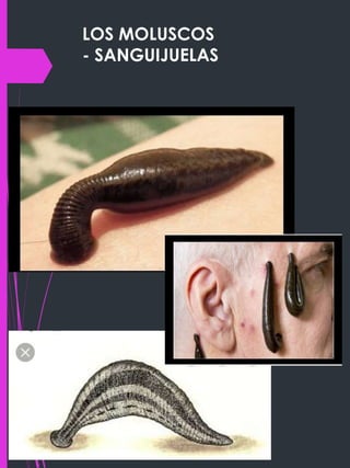 LOS MOLUSCOS
- SANGUIJUELAS
 