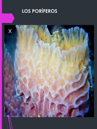 LOS PORÍFEROS
 