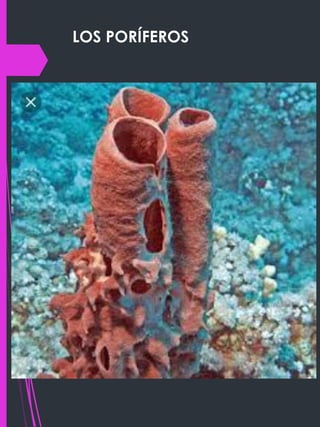 LOS PORÍFEROS
 