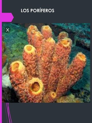 LOS PORÍFEROS
 