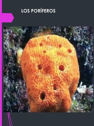 LOS PORÍFEROS
 