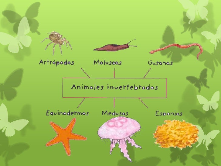 Los invertebrados[1]