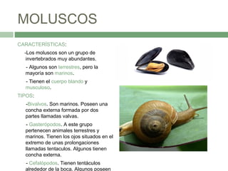 MOLUSCOS
CARACTERÍSTICAS:
-Los moluscos son un grupo de
invertebrados muy abundantes.
- Algunos son terrestres, pero la
mayoría son marinos.
- Tienen el cuerpo blando y
musculoso.
TIPOS:
-Bivalvos. Son marinos. Poseen una
concha externa formada por dos
partes llamadas valvas.
- Gasterópodos. A este grupo
pertenecen animales terrestres y
marinos. Tienen los ojos situados en el
extremo de unas prolongaciones
llamadas tentaculos. Algunos tienen
concha externa.
- Cefalópodos. Tienen tentáculos
alrededor de la boca. Algunos poseen
 
