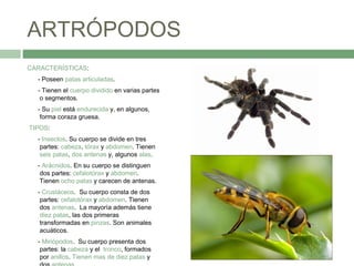 ARTRÓPODOS
CARACTERÍSTICAS:
- Poseen patas articuladas.
- Tienen el cuerpo dividido en varias partes
o segmentos.
- Su piel está endurecida y, en algunos,
forma coraza gruesa.
TIPOS:
- Insectos. Su cuerpo se divide en tres
partes: cabeza, tórax y abdomen. Tienen
seis patas, dos antenas y, algunos alas.
- Arácnidos. En su cuerpo se distinguen
dos partes: cefalotórax y abdomen.
Tienen ocho patas y carecen de antenas.
- Crustáceos. Su cuerpo consta de dos
partes: cefalotórax y abdomen. Tienen
dos antenas. La mayoría además tiene
diez patas, las dos primeras
transformadas en pinzas. Son animales
acuáticos.
- Miriópodos. Su cuerpo presenta dos
partes: la cabeza y el tronco, formados
por anillos. Tienen mas de diez patas y
 