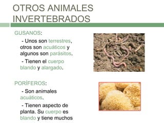 OTROS ANIMALES
INVERTEBRADOS
GUSANOS:
- Unos son terrestres,
otros son acuáticos y
algunos son parásitos.
- Tienen el cuerpo
blando y alargado.
PORÍFEROS:
- Son animales
acuáticos.
- Tienen aspecto de
planta. Su cuerpo es
blando y tiene muchos
 