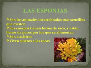 LAS ESPONJAS
Son los animales invertebrados más sencillos
que existen
Sus cuerpos tienen forma de saco, y están
llenos de poros por los que se alimentan
Son acuáticos
Viven sujetos a las rocas
 