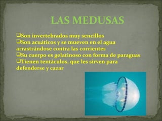 LAS MEDUSAS
Son invertebrados muy sencillos
Son acuáticos y se mueven en el agua
arrastrándose contra las corrientes
Su cuerpo es gelatinoso con forma de paraguas
Tienen tentáculos, que les sirven para
defenderse y cazar
 